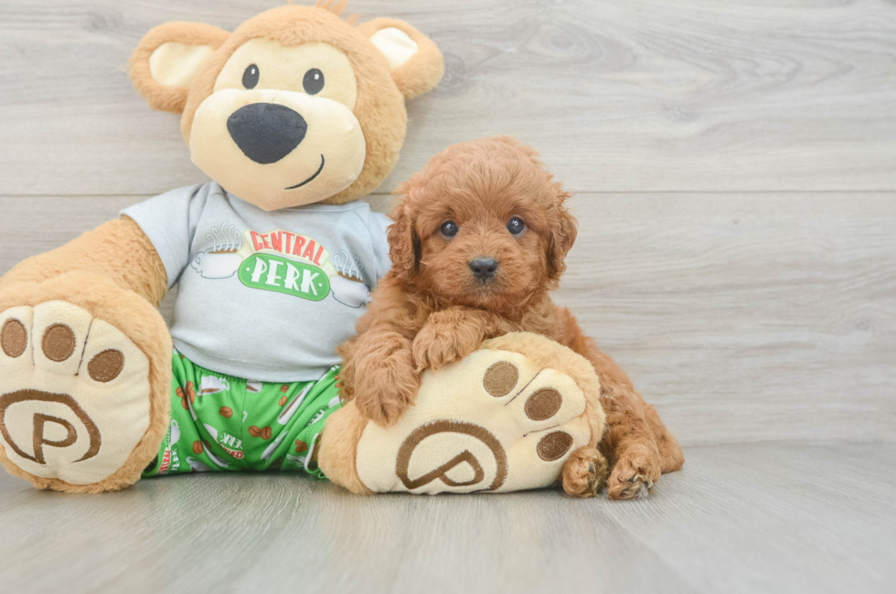 6 week old Cavapoo Puppy For Sale - Simply Southern Pups