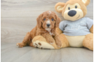 Cavapoo Puppy for Adoption
