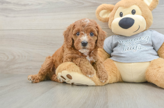 Cavapoo Puppy for Adoption