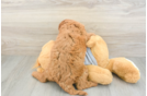 Friendly Cavapoo Baby