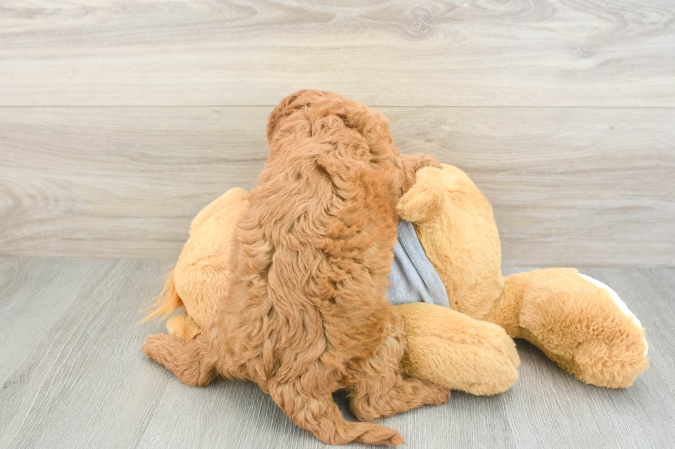 Friendly Cavapoo Baby