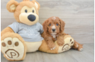 Cavapoo Puppy for Adoption