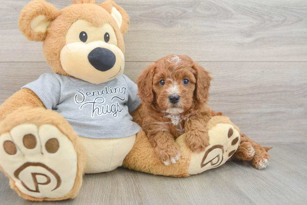 Cavapoo Puppy for Adoption