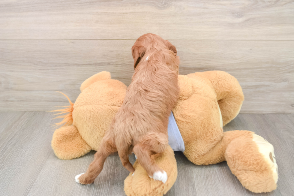 Adorable Cavalier King Charles Spaniel and Poodle Mix Poodle Mix Puppy