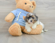 8 week old Cavapoo Puppy For Sale - Simply Southern Pups