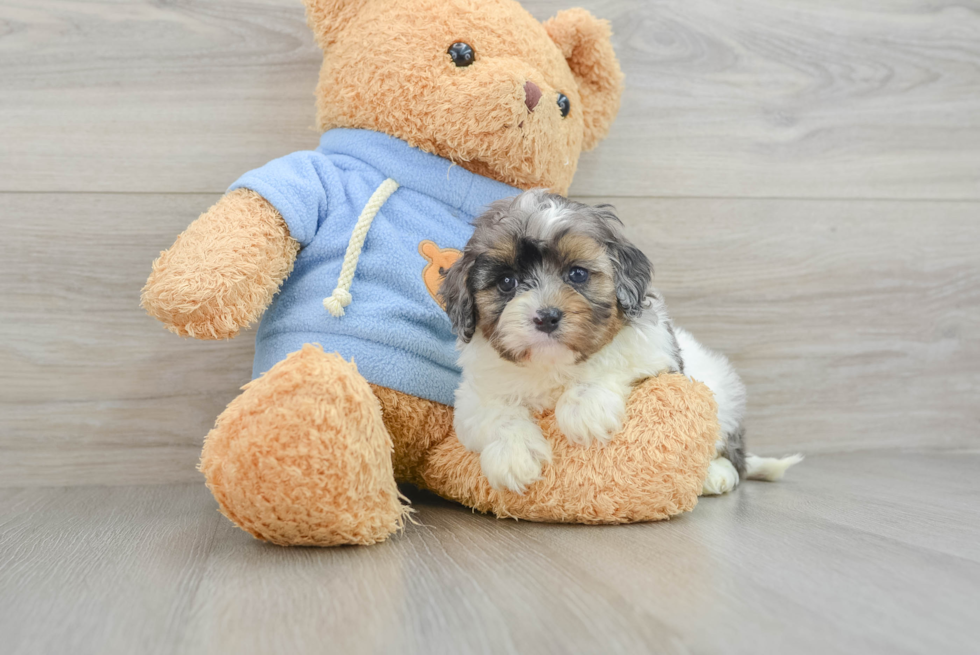 Smart Cavapoo Poodle Mix Pup