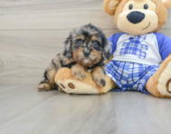 8 week old Cavapoo Puppy For Sale - Simply Southern Pups