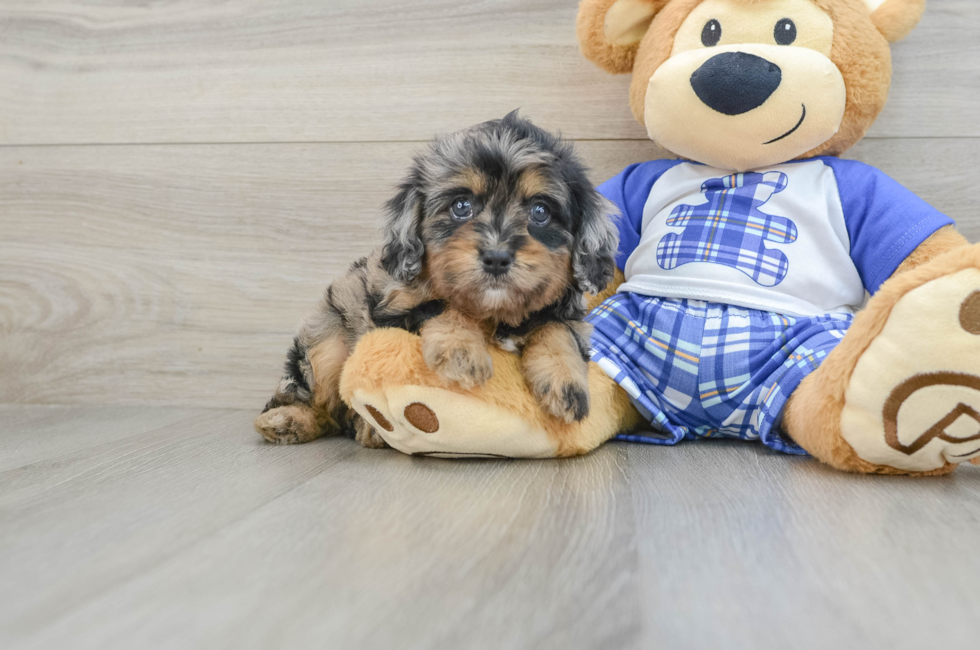 6 week old Cavapoo Puppy For Sale - Simply Southern Pups