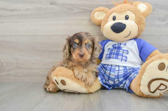 Adorable Cavalier King Charles Spaniel and Poodle Mix Poodle Mix Puppy