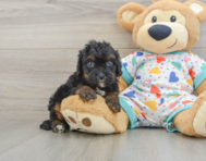 8 week old Cavapoo Puppy For Sale - Simply Southern Pups