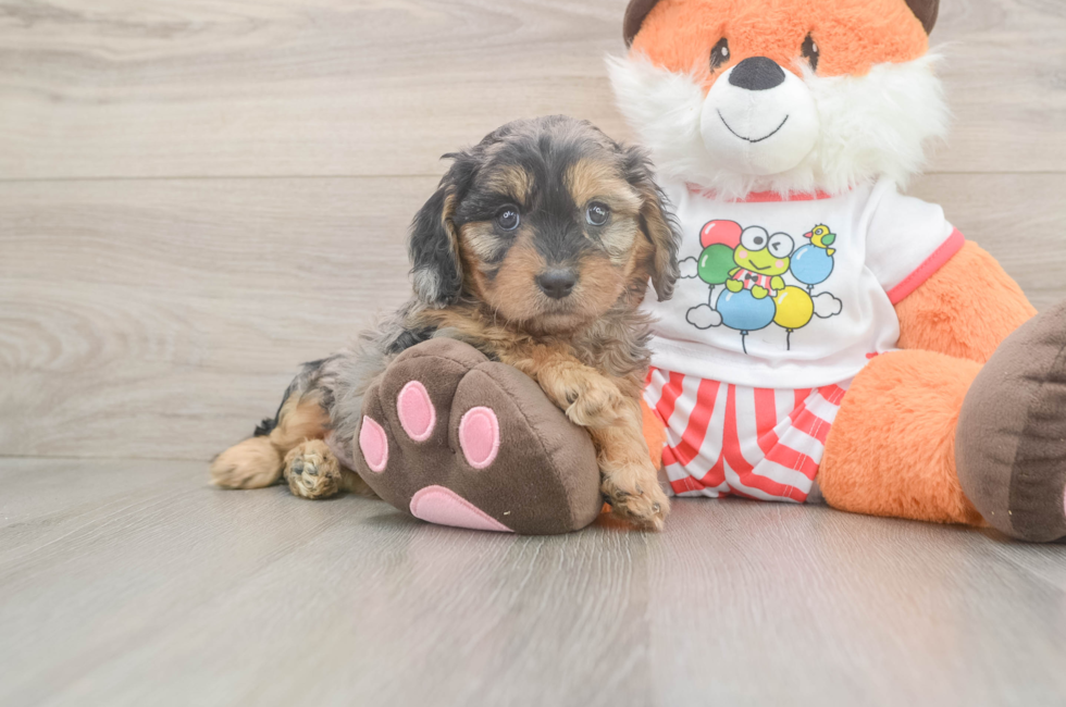 6 week old Cavapoo Puppy For Sale - Simply Southern Pups