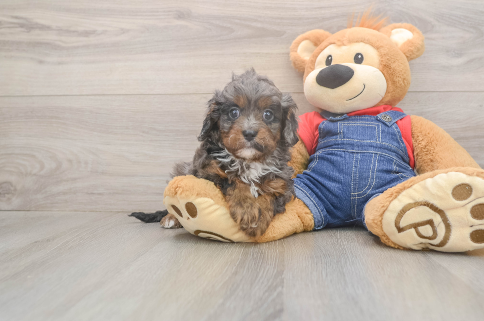 5 week old Cavapoo Puppy For Sale - Simply Southern Pups