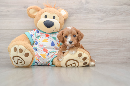 Smart Cavapoo Poodle Mix Pup