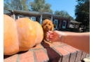 Cavapoo Puppy for Adoption