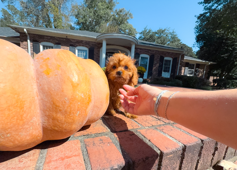 Cavapoo Puppy for Adoption