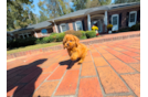 Cute Cavapoo Baby