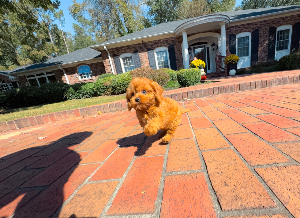 Cute Cavapoo Baby