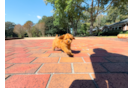 Cute Cavalier King Charles Spaniel and Poodle Mix Poodle Mix Puppy