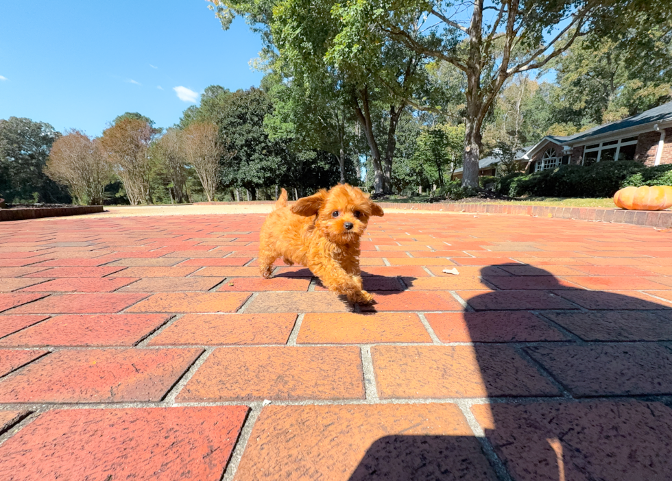 Cute Cavalier King Charles Spaniel and Poodle Mix Poodle Mix Puppy