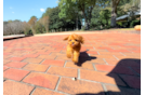 Cute Cavalier King Charles Spaniel and Poodle Mix Poodle Mix Puppy