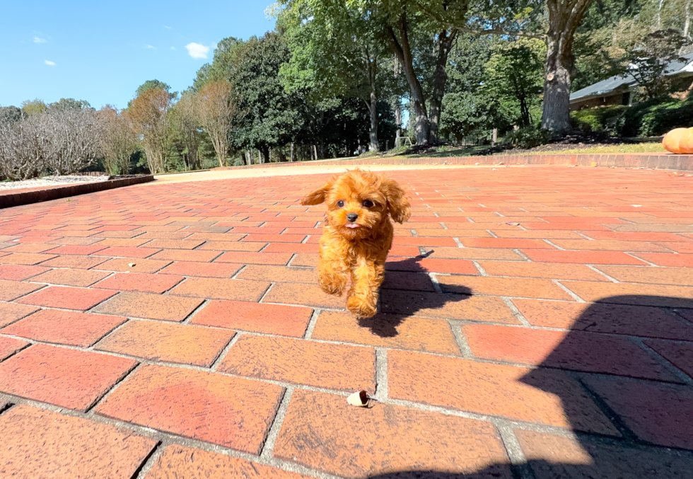 Cute Cavalier King Charles Spaniel and Poodle Mix Poodle Mix Puppy