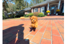 Cavapoo Puppy for Adoption