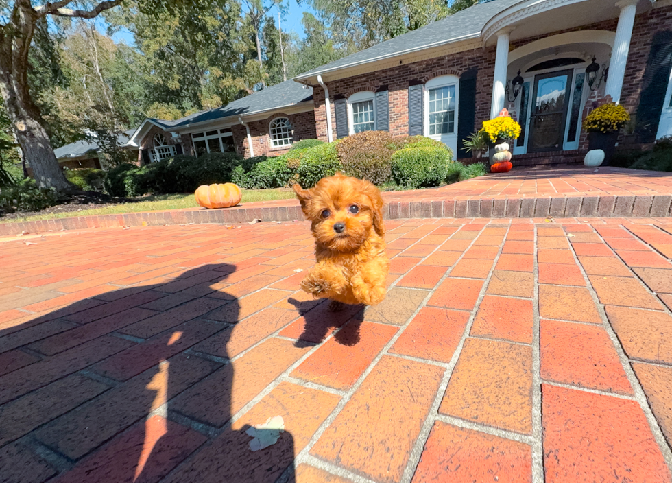 Cavapoo Puppy for Adoption