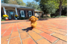 Best Cavapoo Baby