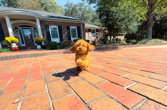 Best Cavapoo Baby