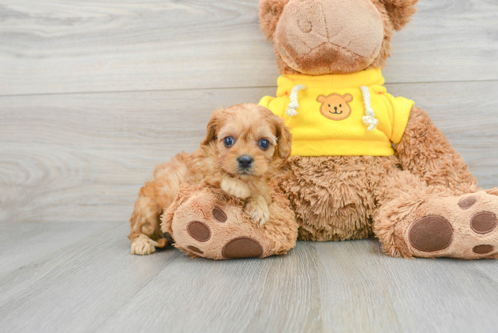 Cavapoo Pup Being Cute