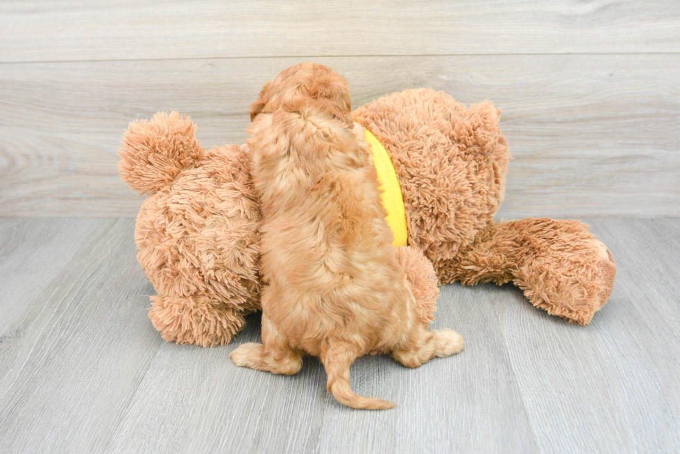 Cavapoo Pup Being Cute