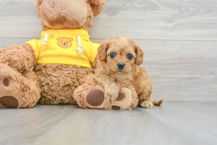 Best Cavapoo Baby