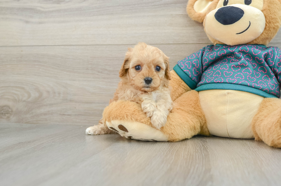 6 week old Cavapoo Puppy For Sale - Simply Southern Pups