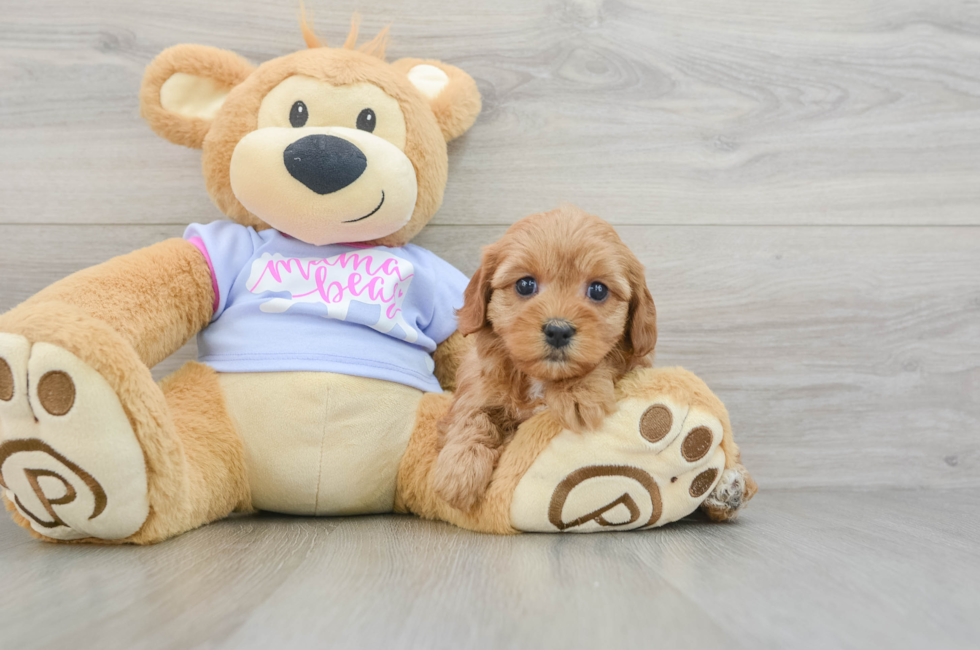 6 week old Cavapoo Puppy For Sale - Simply Southern Pups