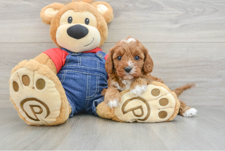 Adorable Cavalier King Charles Spaniel and Poodle Mix Poodle Mix Puppy