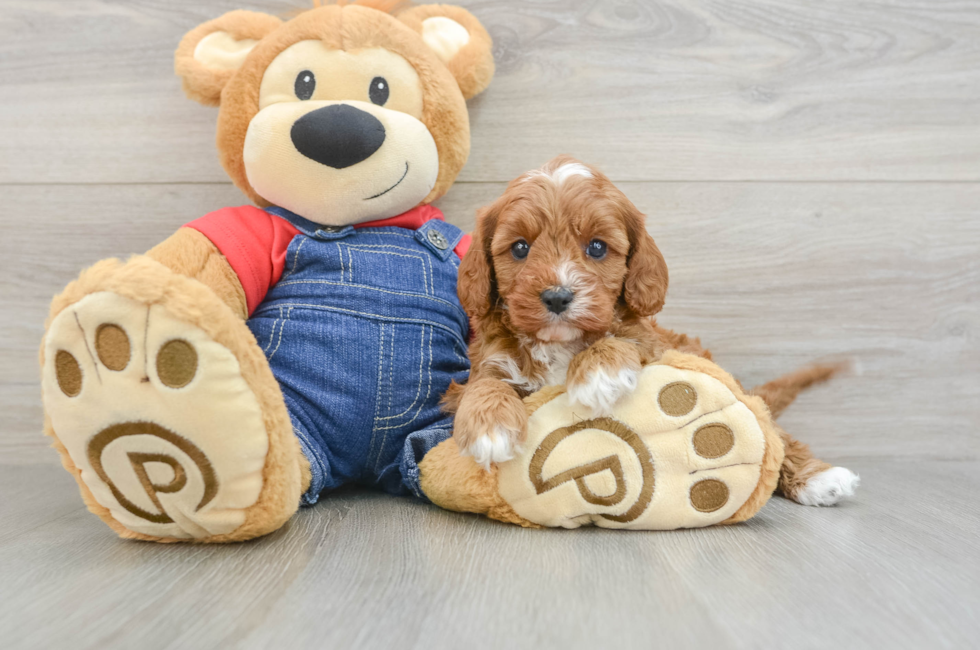 5 week old Cavapoo Puppy For Sale - Simply Southern Pups