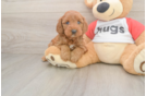 Energetic Cavoodle Poodle Mix Puppy