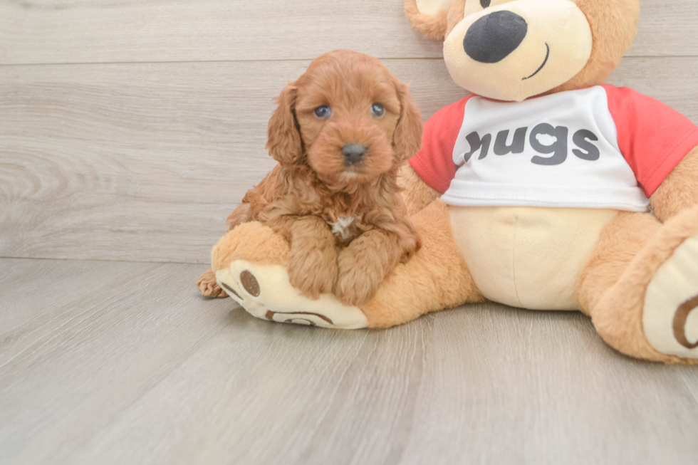 Energetic Cavoodle Poodle Mix Puppy