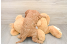 Fluffy Cavapoo Poodle Mix Pup