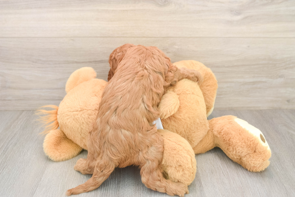 Fluffy Cavapoo Poodle Mix Pup