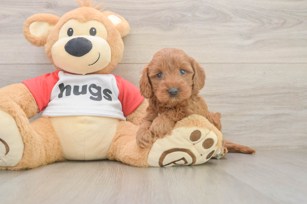 Fluffy Cavapoo Poodle Mix Pup