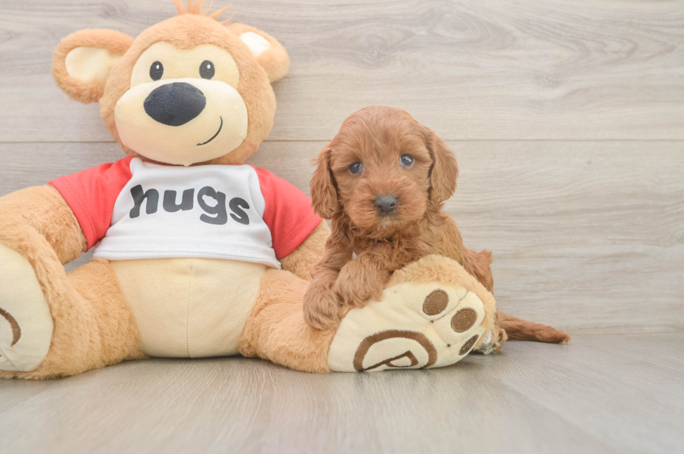 5 week old Cavapoo Puppy For Sale - Simply Southern Pups