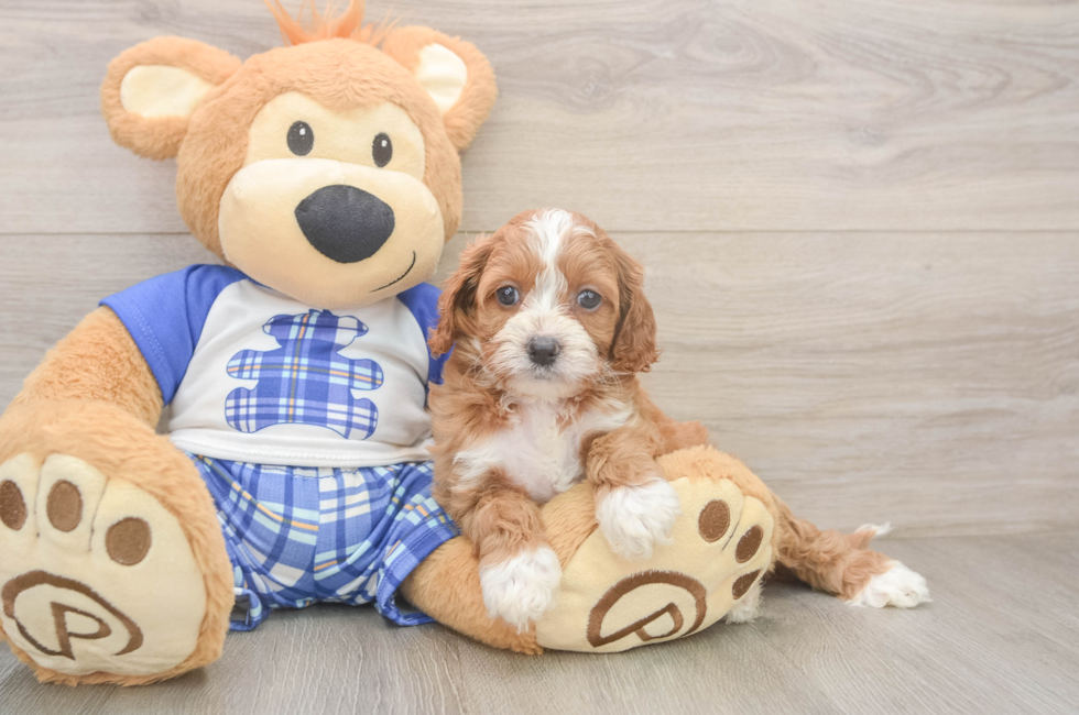 5 week old Cavapoo Puppy For Sale - Simply Southern Pups