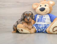 8 week old Cavapoo Puppy For Sale - Simply Southern Pups