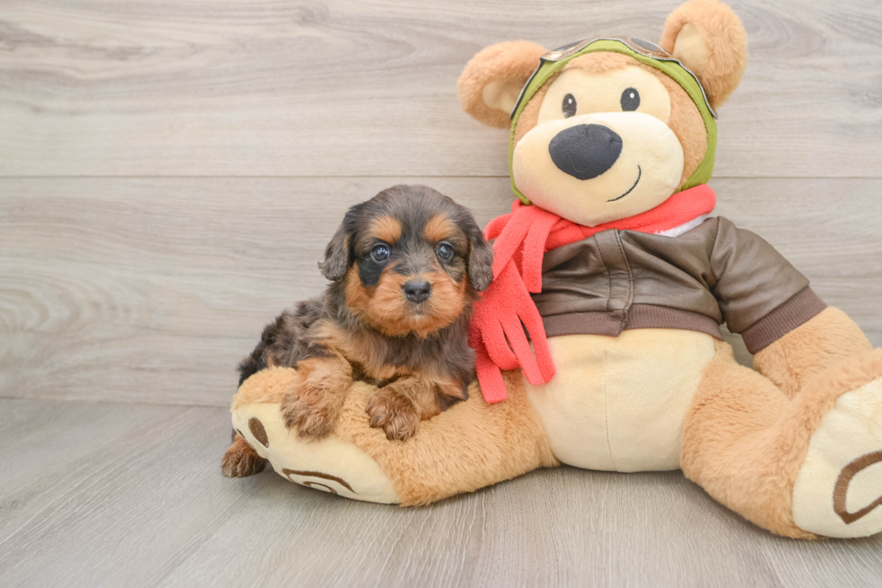 Cavapoo Puppy for Adoption