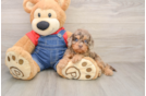 Adorable Cavalier King Charles Spaniel and Poodle Mix Poodle Mix Puppy