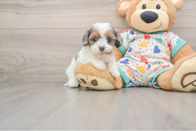 Popular Cavapoo Poodle Mix Pup
