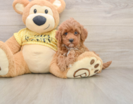 7 week old Cavapoo Puppy For Sale - Simply Southern Pups
