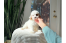 Cavapoo Puppy for Adoption