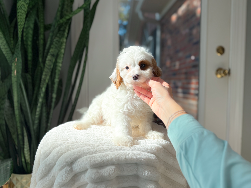 Cavapoo Puppy for Adoption